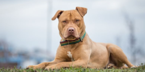 Anjing Pitbull