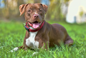 Anjing Pitbull