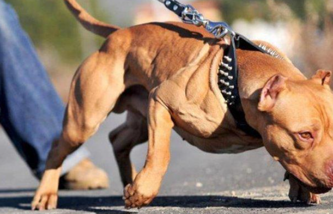 Anjing Pitbull: Sejarah, Karakteristik dan 4 Cara Memeliharanya