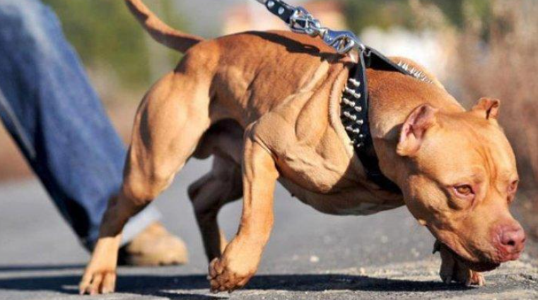 Anjing Pitbull: Sejarah, Karakteristik dan 4 Cara Memeliharanya