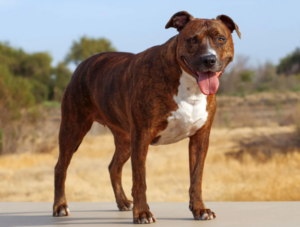 Jenis Anjing Pitbull