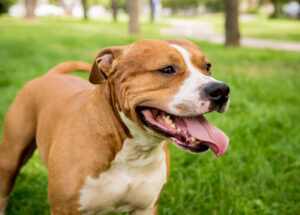 Jenis Anjing Pitbull
