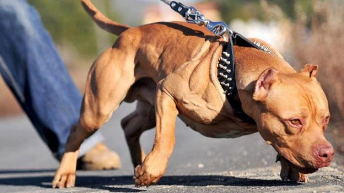 5 Jenis Anjing Pitbull Paling Populer di Indonesia 2023