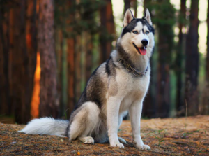 siberian husky