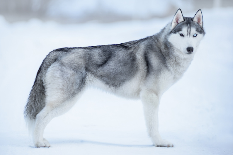 Siberian Husky: Sejarah, Ciri Fisik dan 5 Cara Merawatnya