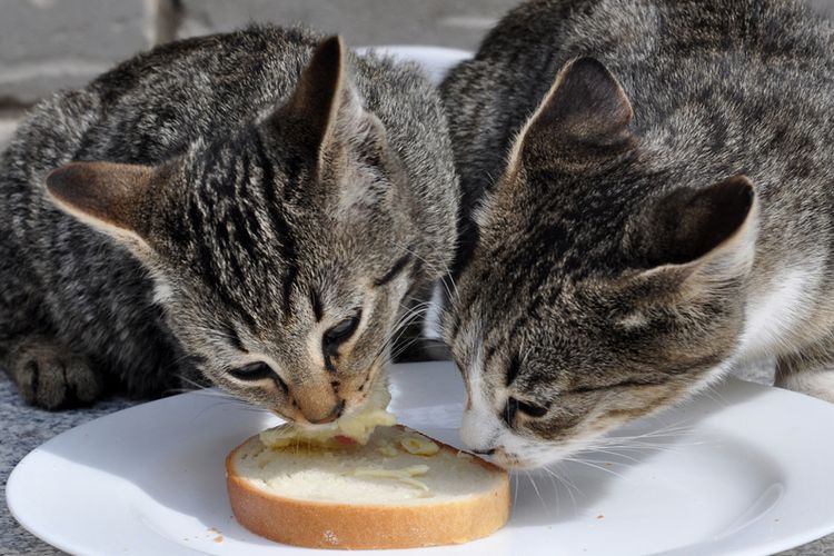 Kucing Makan Roti: Apa Boleh?
