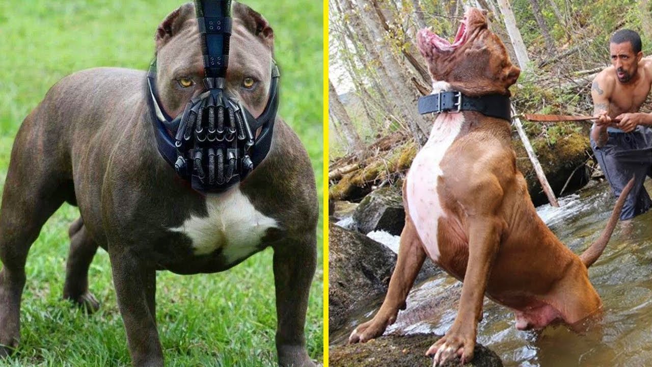 7 Jenis Anjing Paling Kuat dan Sangat Tangguh, Cocok Untuk Menjaga!