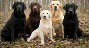 Anjing Paling Populer: Labrador Retriever