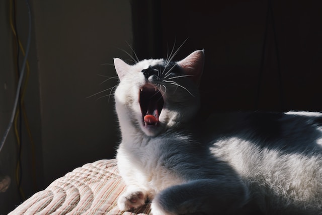 Nama Kucing yang Bagus: Memilih Nama yang Bagus