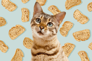 Kucing Makan Roti: Apa Boleh? - Mang boleh yya?