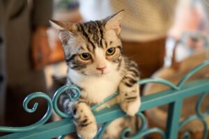 Nama Kucing yang Bagus: Memilih Berdasarkan Tingkat Reog