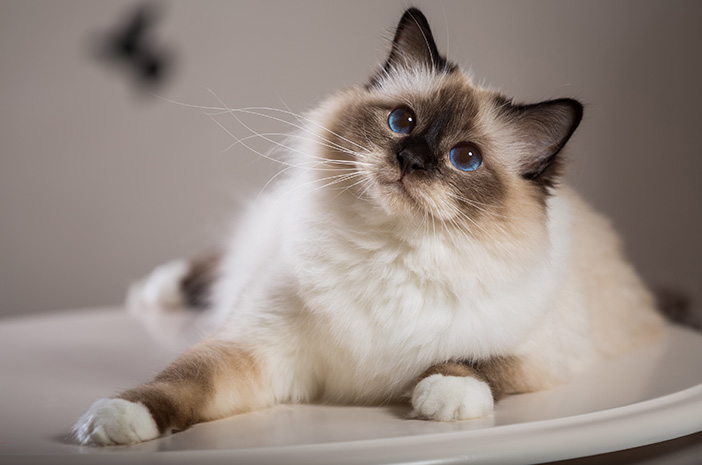 Daftar 10 Jenis Kucing yang Bersahabat - Kucing Birrman