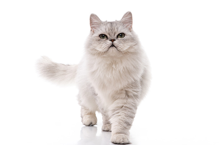 Daftar 10 Jenis Kucing yang Bersahabat - Kucing Persia