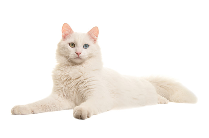 Daftar 10 Jenis Kucing yang Bersahabat - Kucing Anggora