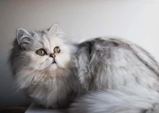 Chinchilla Persian: Ras Kucing Yang Viral di IG Tahun 2024