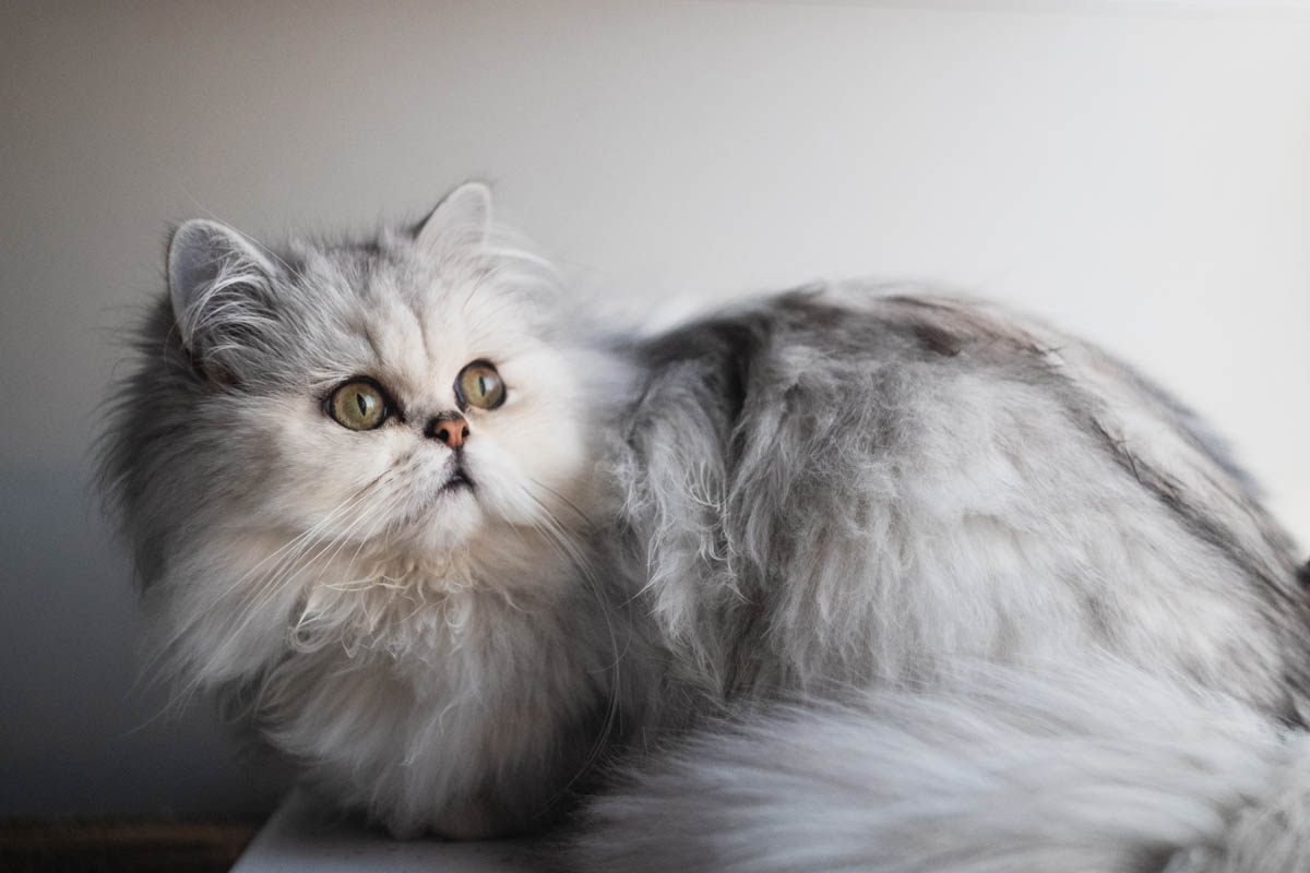 Chinchilla Persian: Ras Kucing Yang Viral di IG Tahun 2024