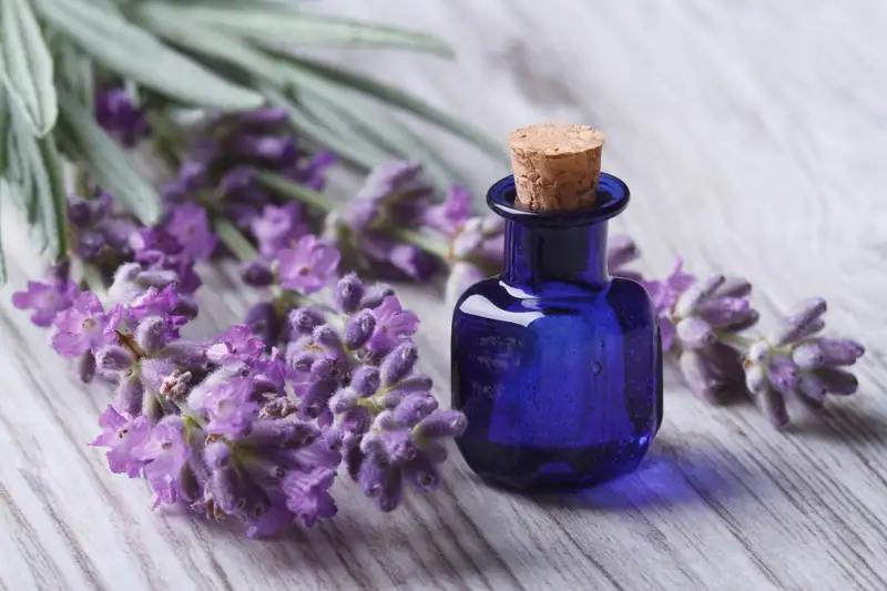 9 Bau yang Tidak Disukai Kucing - Lavender