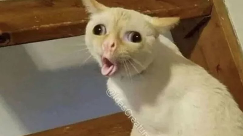 9 Bau yang Tidak Disukai Kucing: Cara Ampuh Agar Tidak Pipis Sembarangan