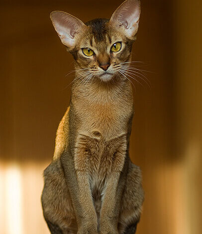 Kucing Abyssinian: Bulu Bertitik dan Kepribadian Menawan (Februari 2024)