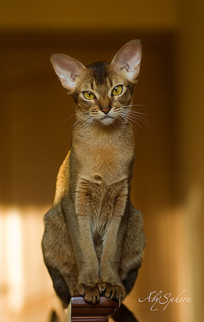 Kucing Abyssinian: Bulu Bertitik dan Kepribadian Menawan (Februari 2024)