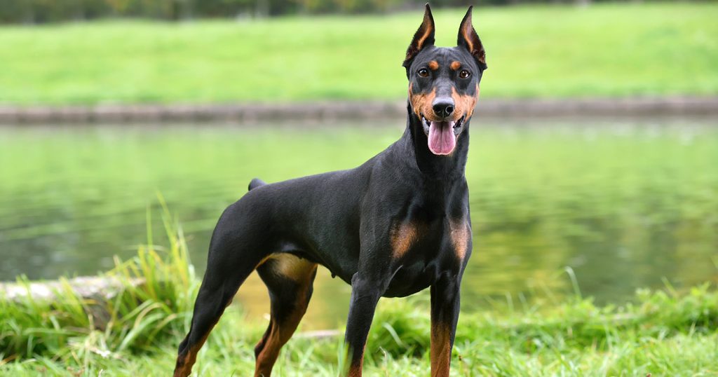 Anjing Doberman: Peliharaan Karakteristik Elegan, Gagah, dan Setia (2024)