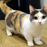 Ciri Kucing Munchkin
