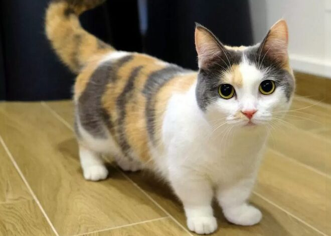 Kucing Munchkin: Ras Kucing Kaki Pendek yang Menggemaskan (2024)
