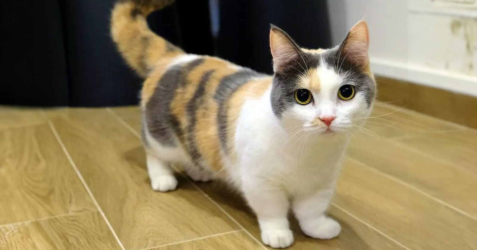 Kucing Munchkin: Ras Kucing Kaki Pendek yang Menggemaskan (2024)