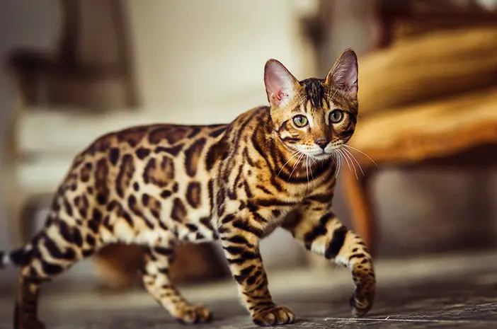 Kucing Blacan: Si Liar Eksotis Penjaga Hutan Indonesia (2024)