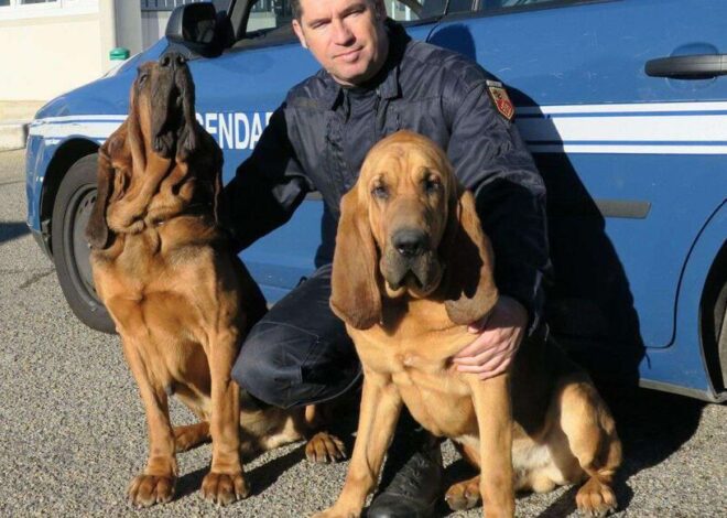 10 Ras Anjing Polisi Dengan Kemampuan Diatas Rata-rata