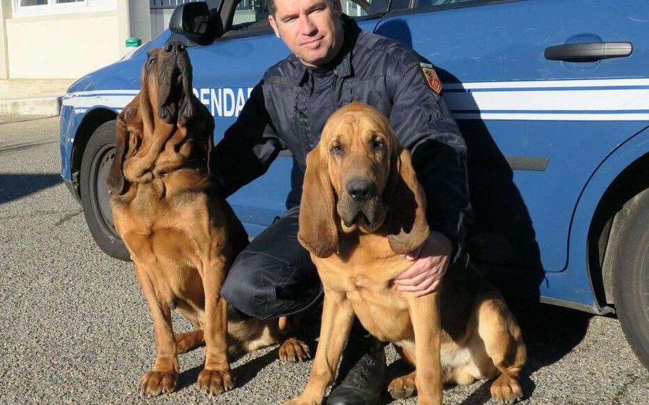 10 Ras Anjing Polisi Dengan Kemampuan Diatas Rata-rata