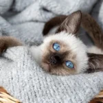 Ras Kucing Siam Mata Biru Lucu