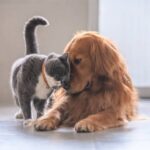 Tips Memelihara Kucing dan Anjing