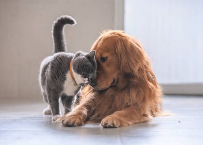 Bisakah Memelihara Kucing dan Anjing Satu Rumah? 2024 Baru