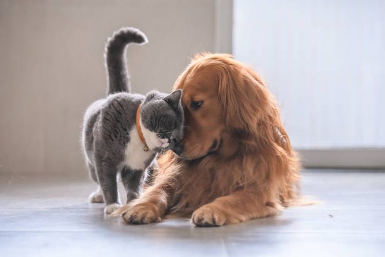 Bisakah Memelihara Kucing dan Anjing Satu Rumah? 2024 Baru