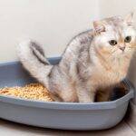 Tips Menjaga Kesehatan Kucing