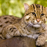 Kucing Bakau Kucing Asal Indonesia