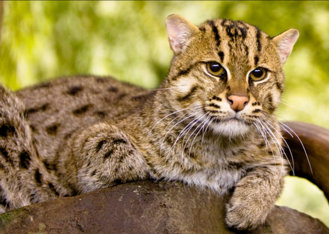 10 Kucing Asal Indonesia yang Banyak Orang Baru Tahu